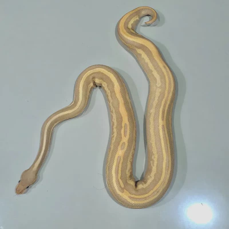 Black Pastel Yellowbelly Mojave Leopard Ultramel