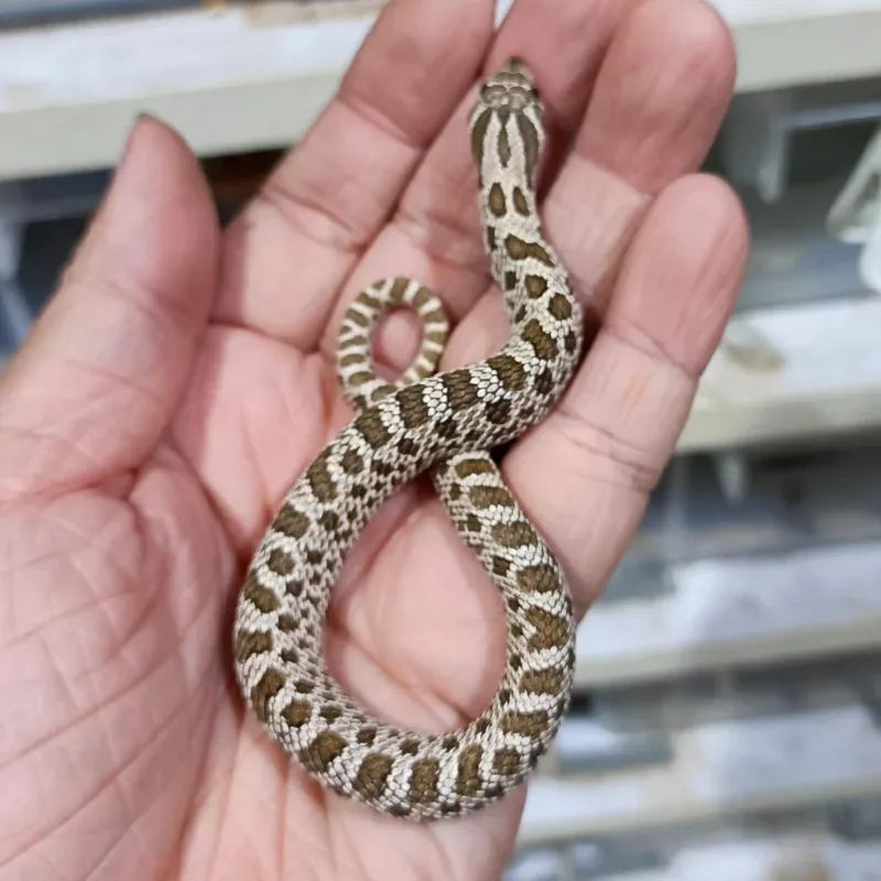 (Arctic) Het Albino