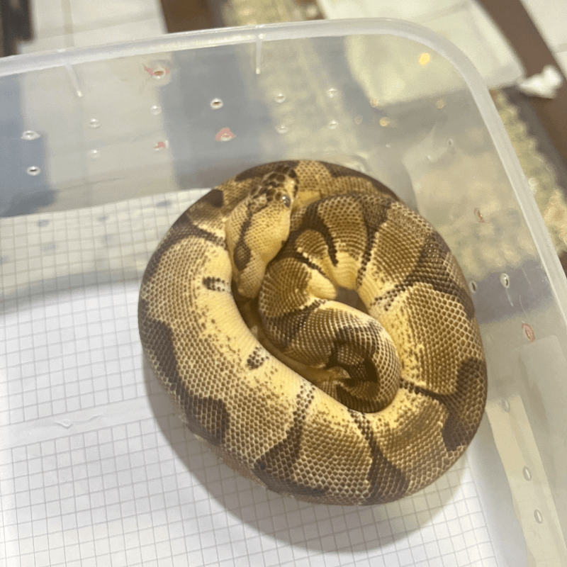 Pastel Enchi Orange Dream Clown