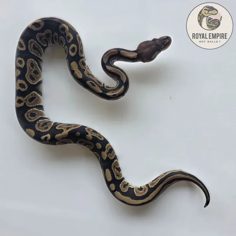 Black Pastel DH Desert Ghost Axanthic TSK