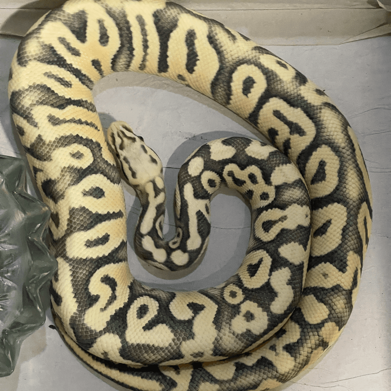 Desert Ghost Super Pastel Het Clown