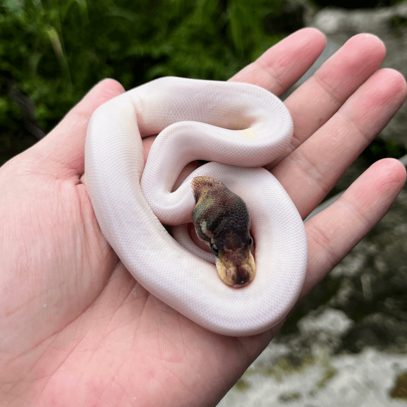 Cinnamon (Orange Dream) Pied Pos Het Albino