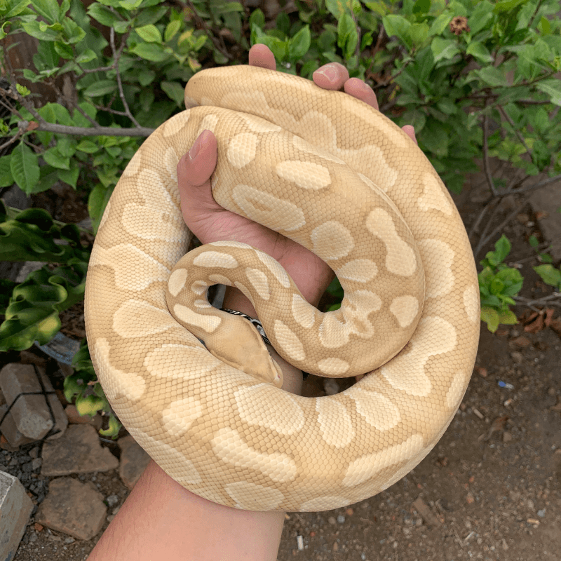 Banana Butter