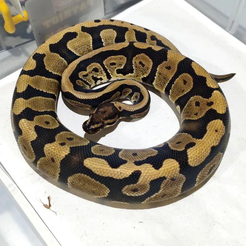 Acid Het Puzzle