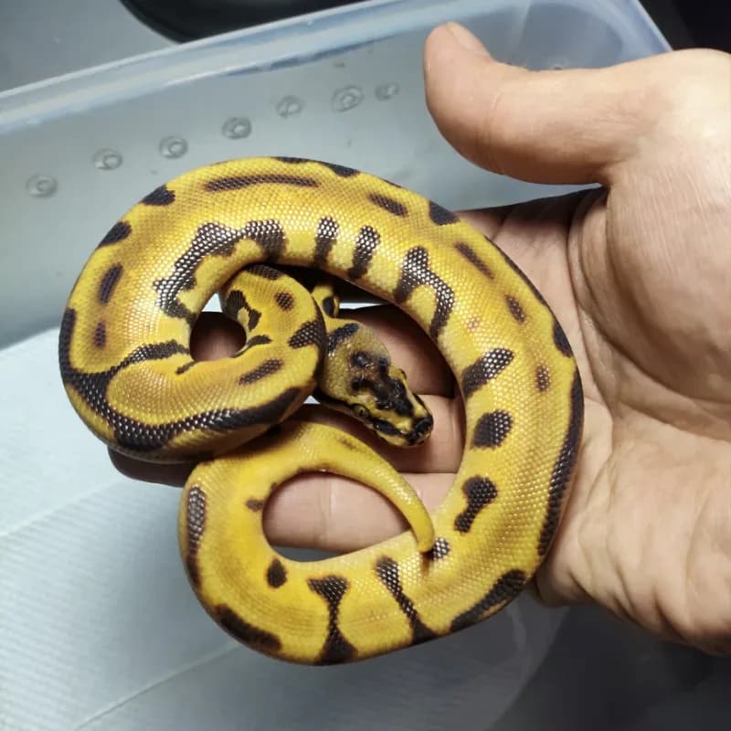 Orangedream leopard spotnose het clown
