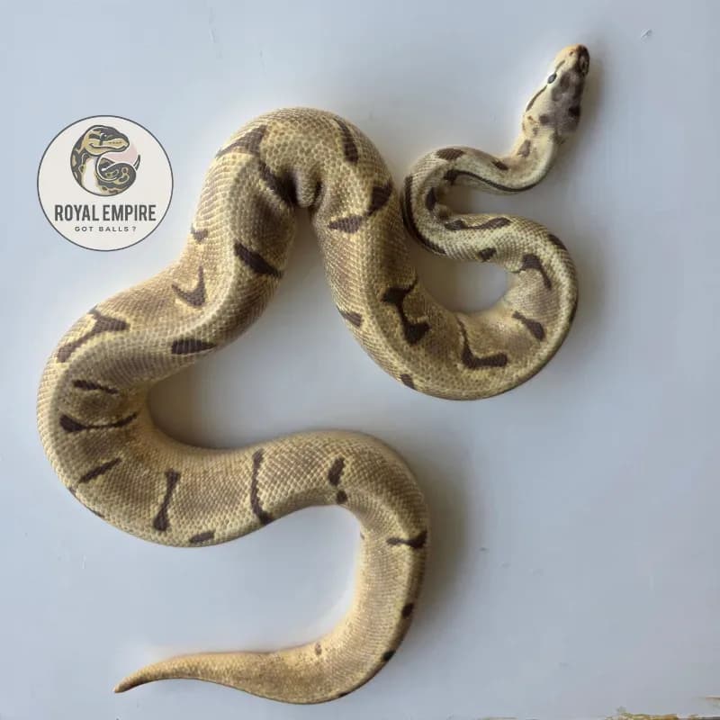 Spider Fire Enchi Hypo