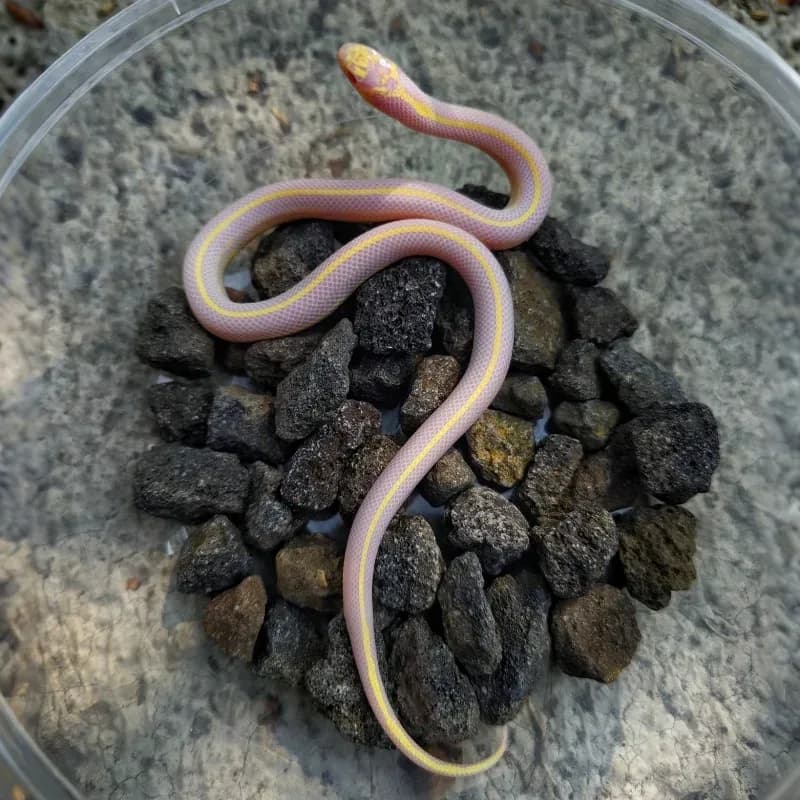 Stripe Albino