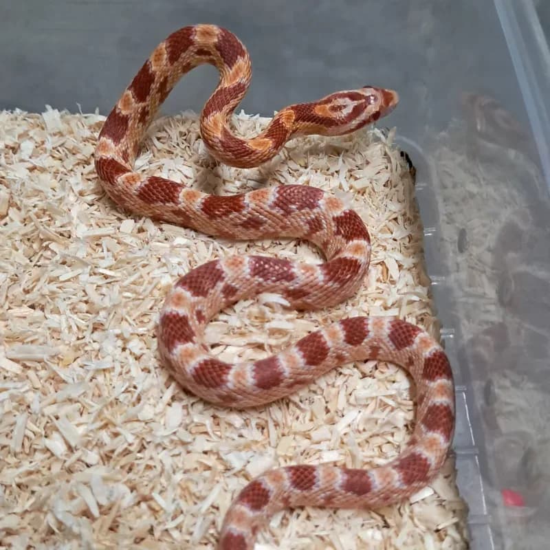 Albino/Amelanistic