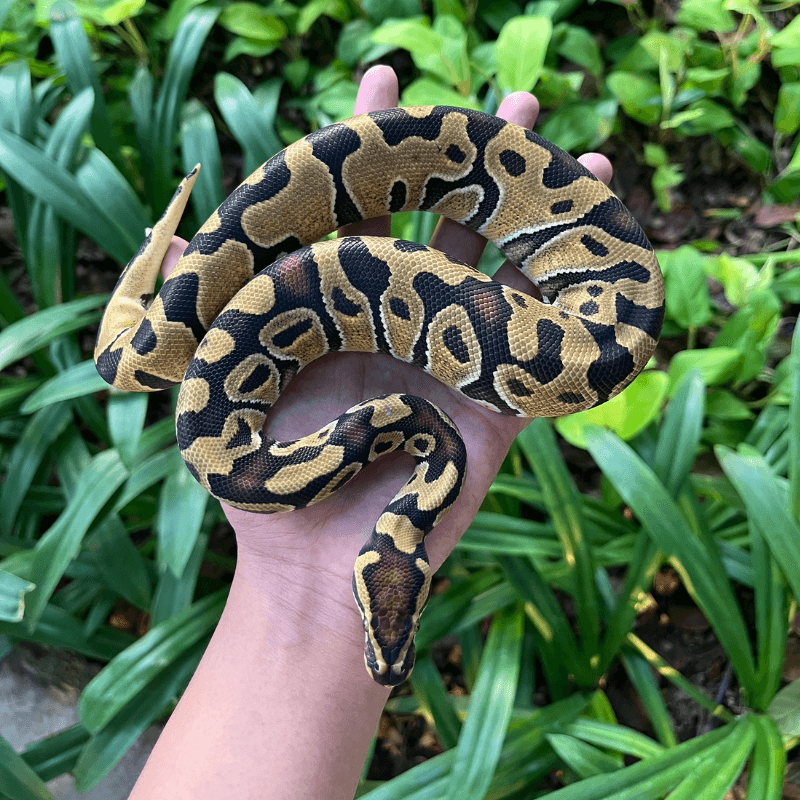 Enchi Het Lavender Albino Het Clown