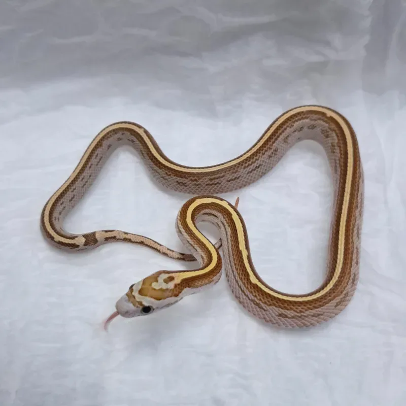 Ultra Albino/Amelanistic Caramel