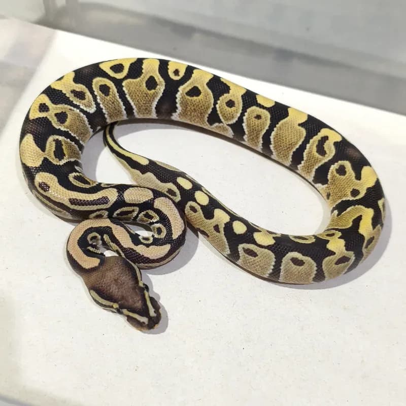 Desert Ghost Pos Het Clown Pos Het Pied
