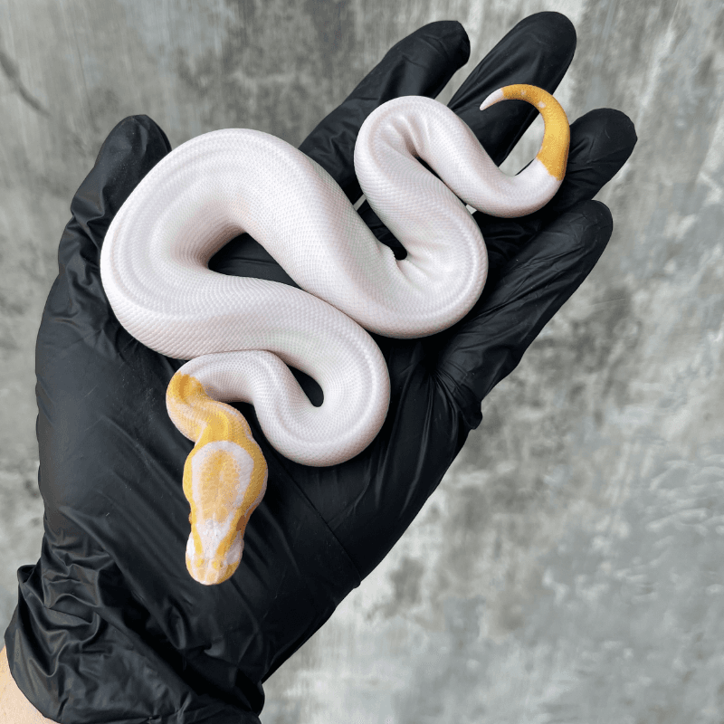 Black Pastel Albino Pied