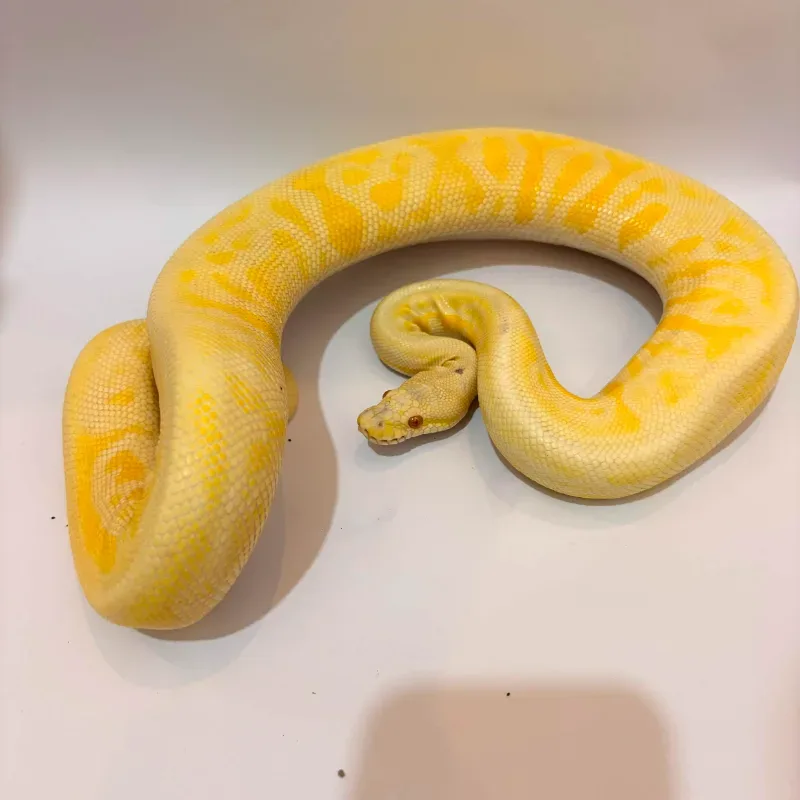 Leopard Albino Het Clown