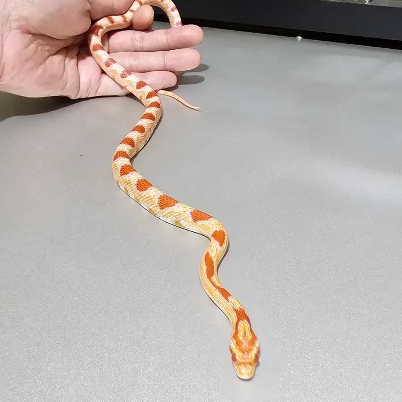 Okeetee Albino/Amelanistic