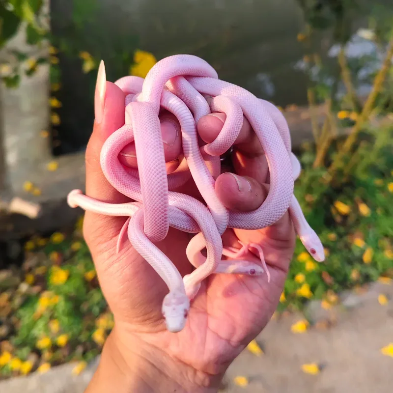 Anerythristic Albino/Amelanistic Stripe