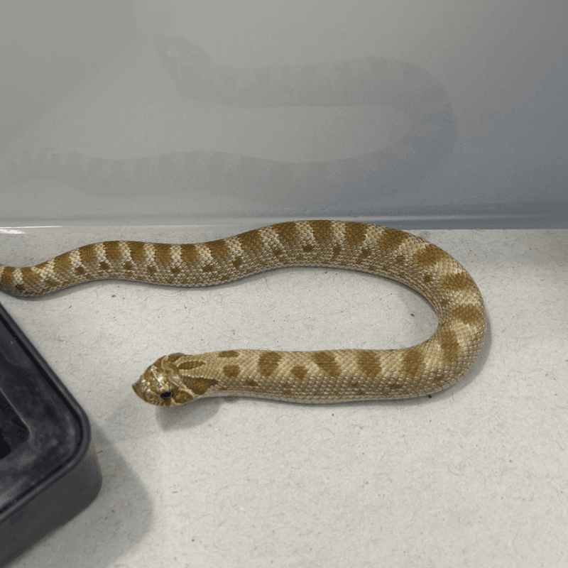 Anaconda Het Lavender