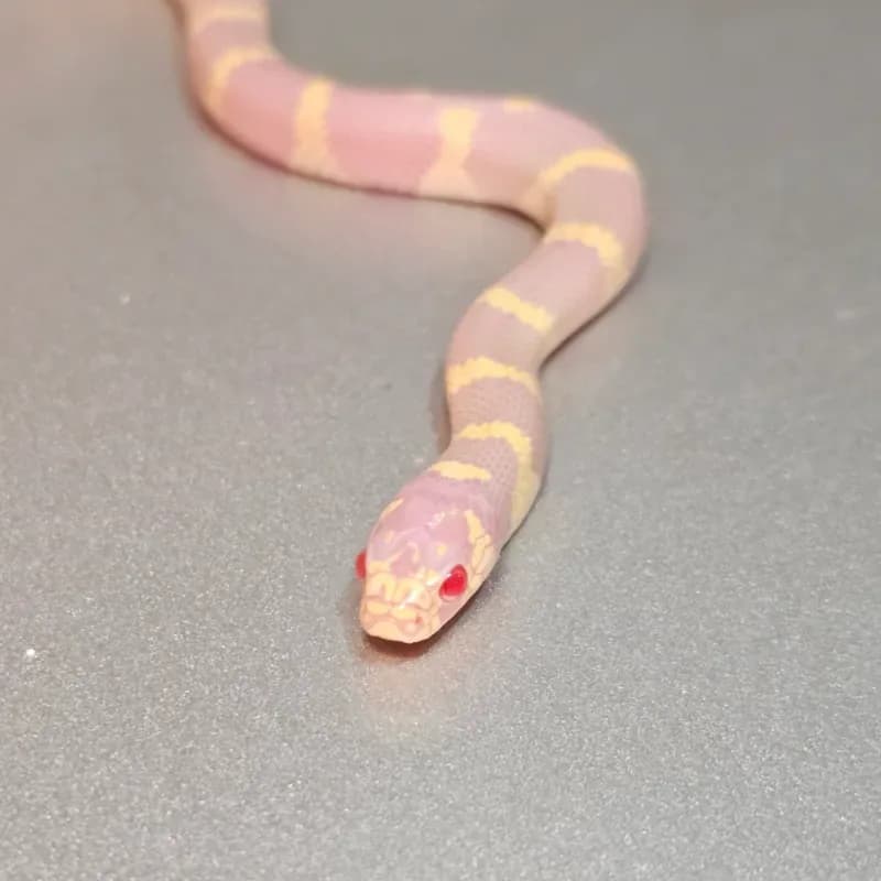 Albino Banded