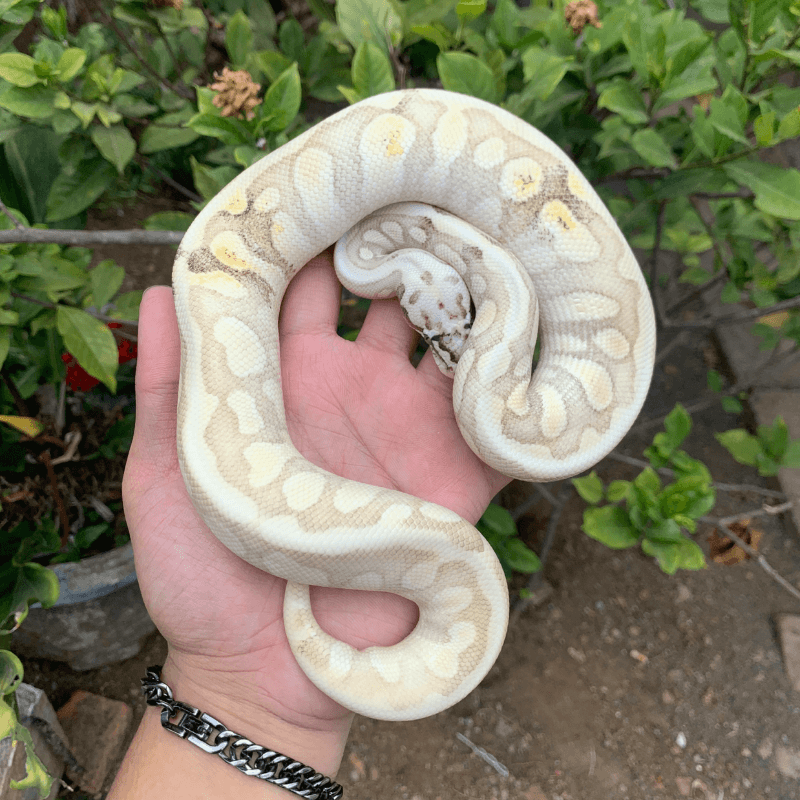 Firefly GHI Spotnose Butter Enchi Paradox