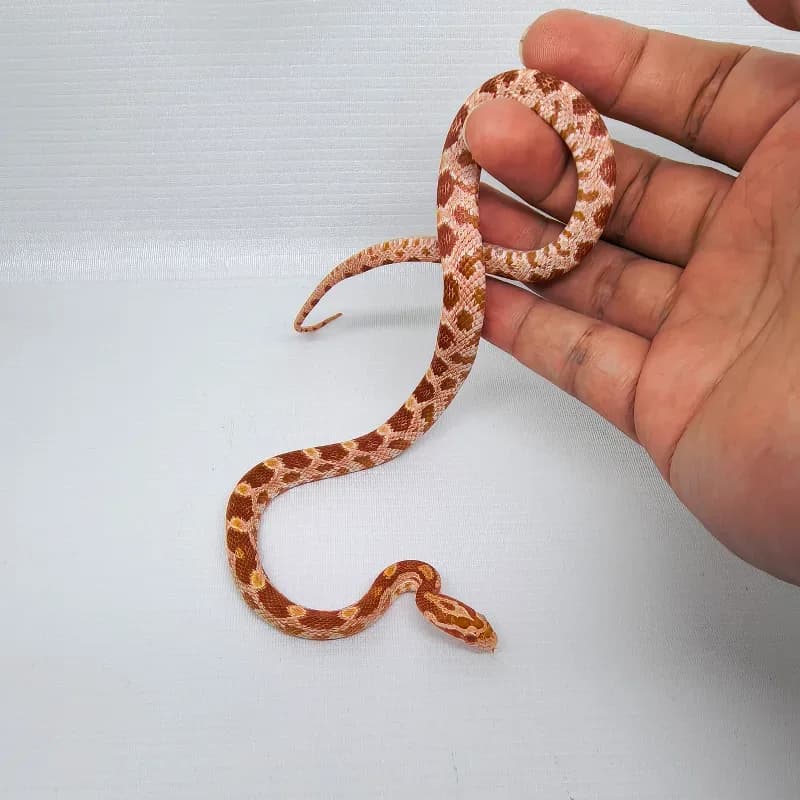 Albino/Amelanistic Het Diffused