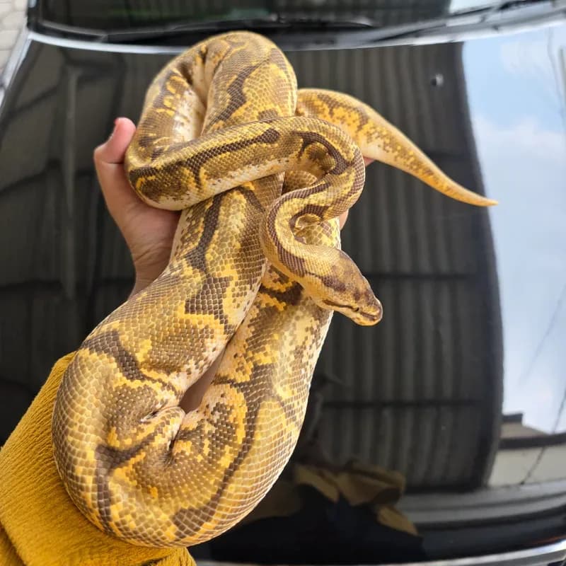 Spider Yellowbelly