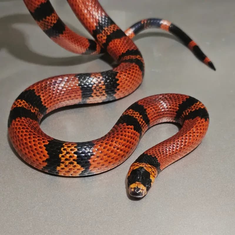 Tangerine Het Hypo
