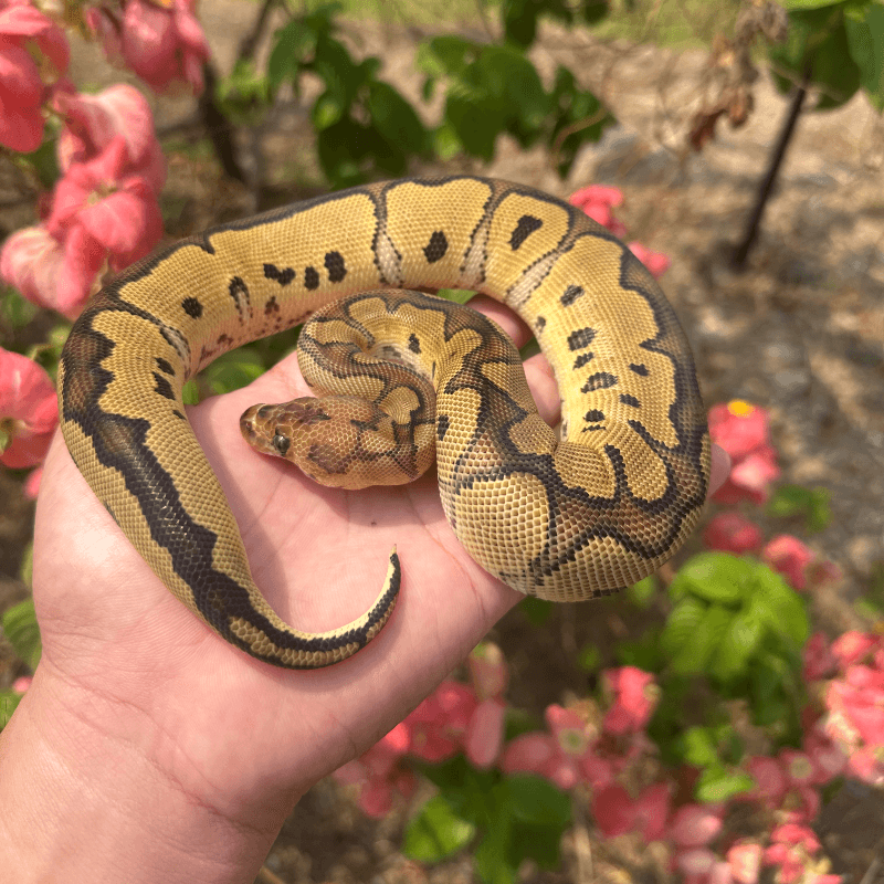 Red Stripe Clown Het Desert Ghost