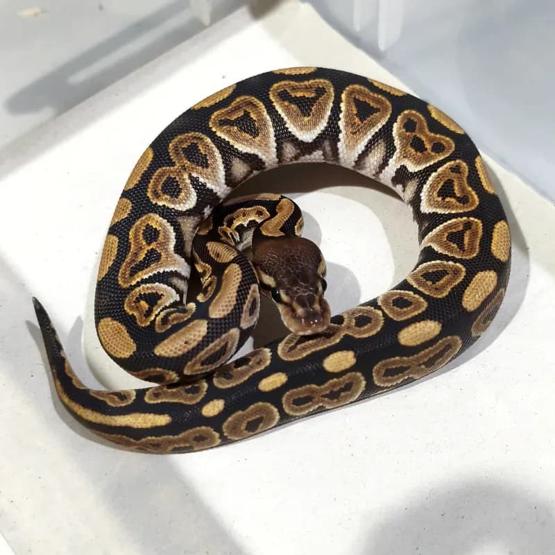 Black Pastel Het Puzzle Pos Het Hypo