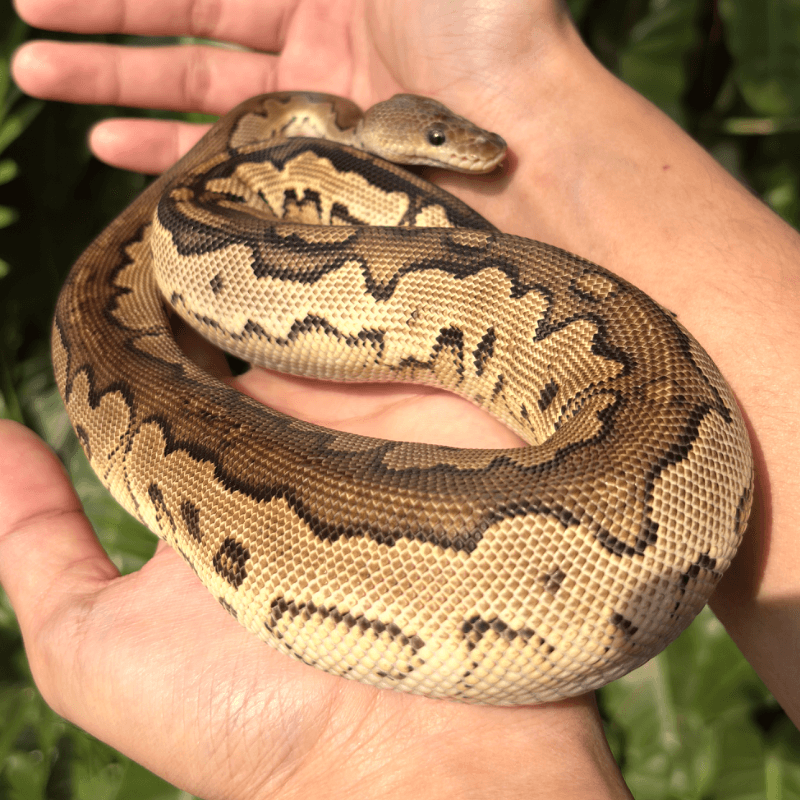 Cinnamon Yellowbelly Specter Clown