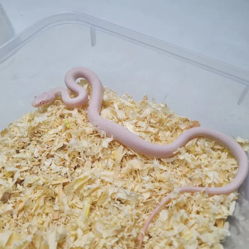 Amelanistic Luecistic Texas Rat Snake