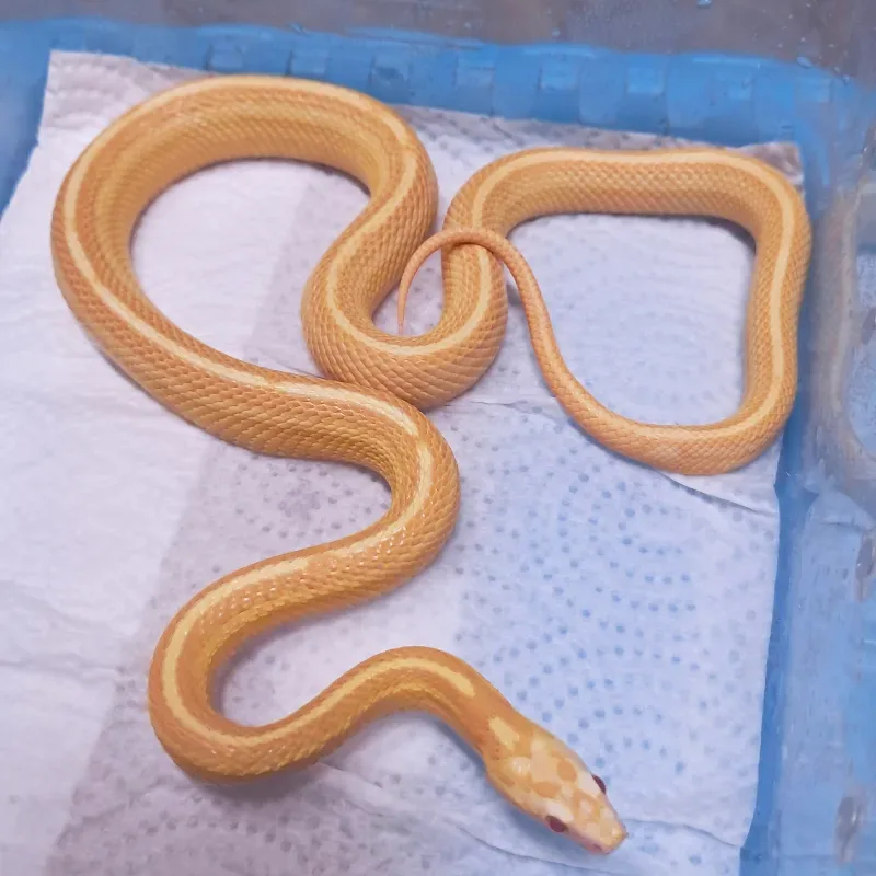 Tessera Caramel Albino/Amelanistic Motley