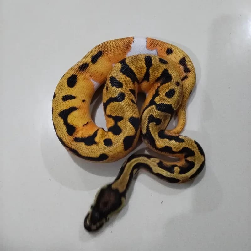 Orange Dream Pied