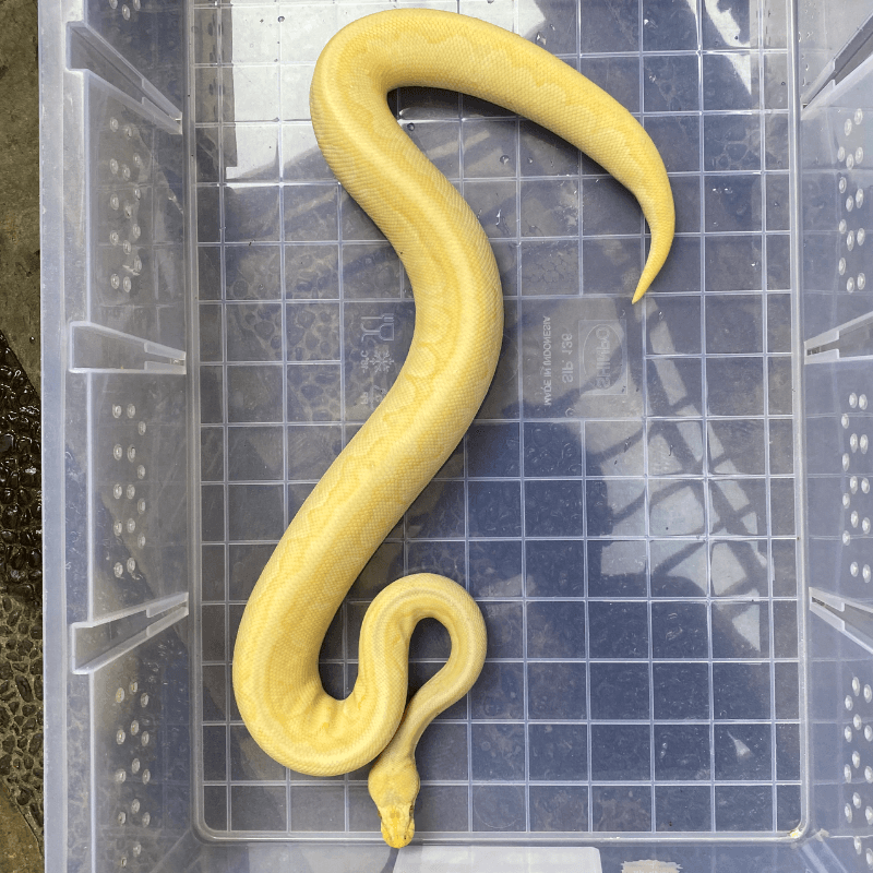 Mojave Pinstripe Pastel Albino