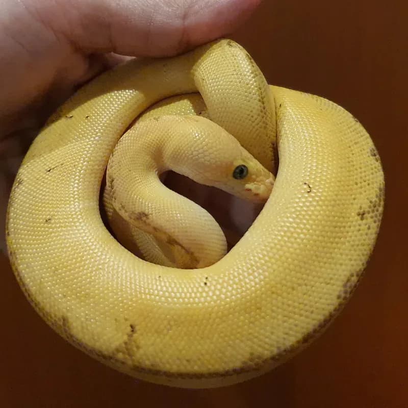 Clown Enchi Leopard Pinstripe Pastel Het Gravel