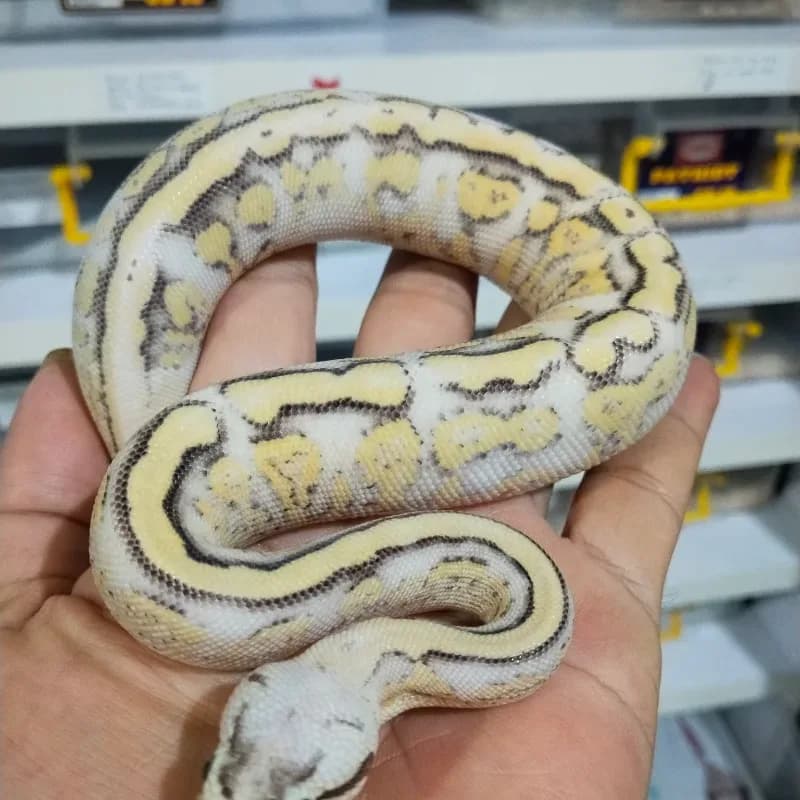 Super Pastel Genetic Stripe Het Clown
