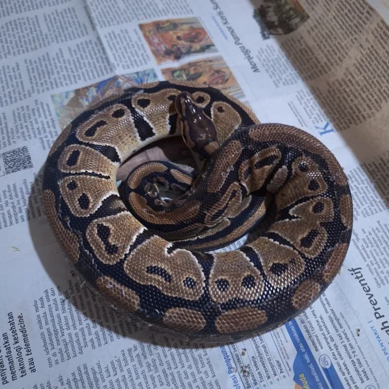 Normal Het Genetic Stripe Het Clown