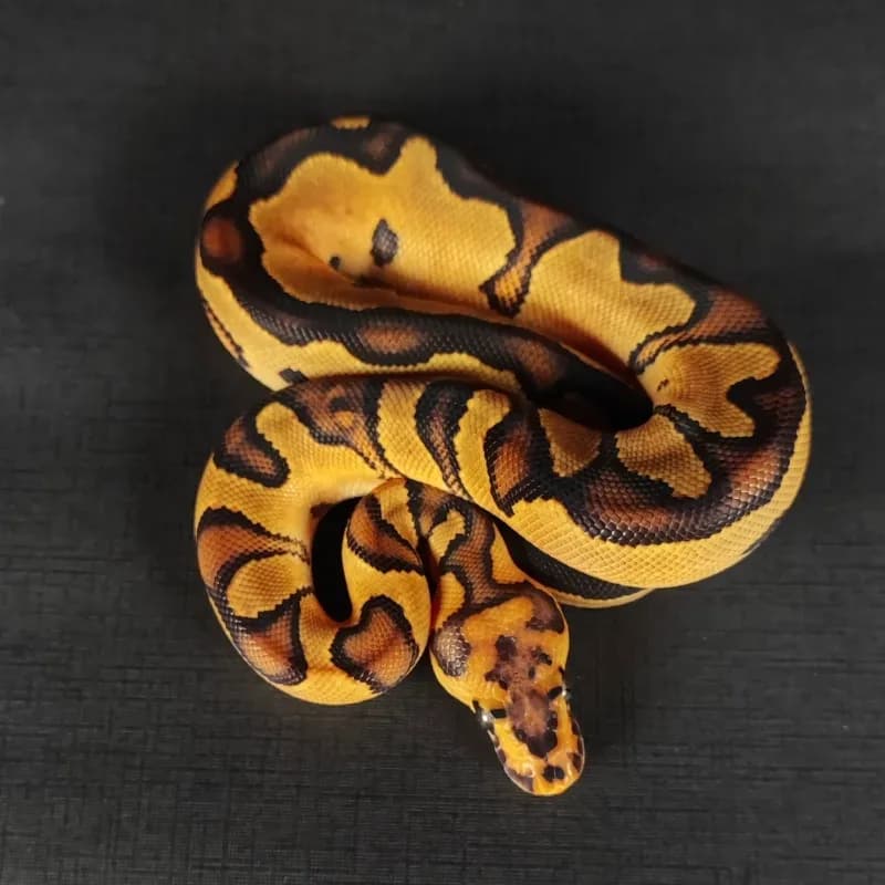 Yellowbelly Fire Clown