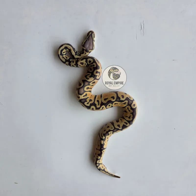 Pastel Hypo Het Pied
