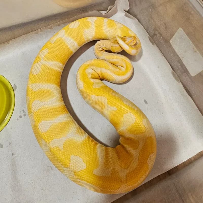 Enchi Lavender Albino