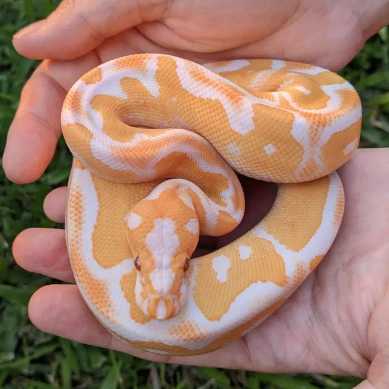Lavender Albino Clown Het Pied