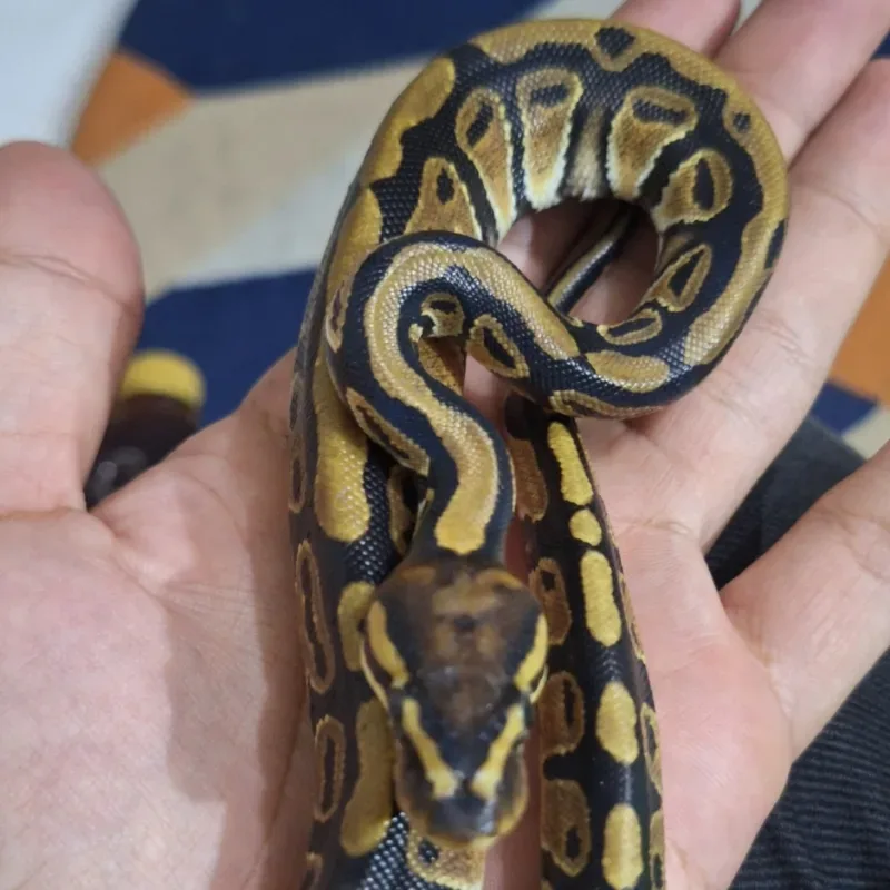 Fire Het Clown Pos Het Lavender Albino