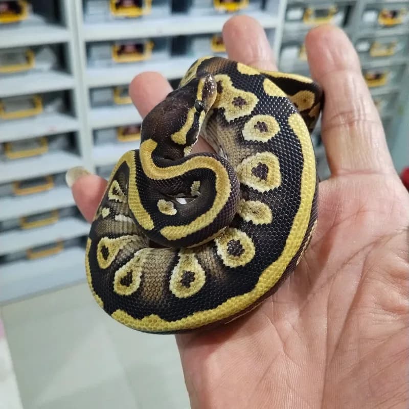 Mojave Leopard Yellowbelly