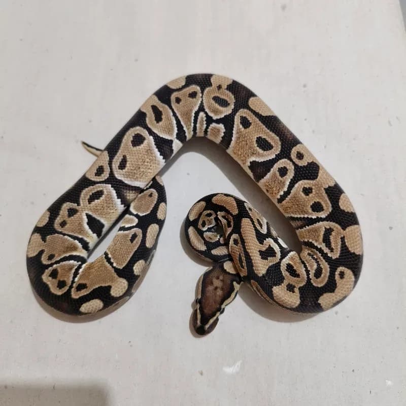 Het Axanthic VPI