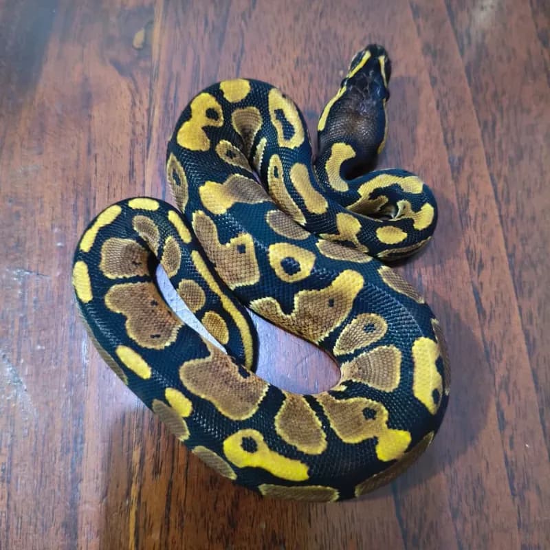 Het Lavender Albino Het Pied