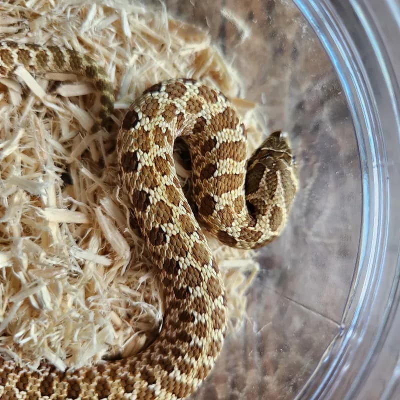 Normal Het Albino
