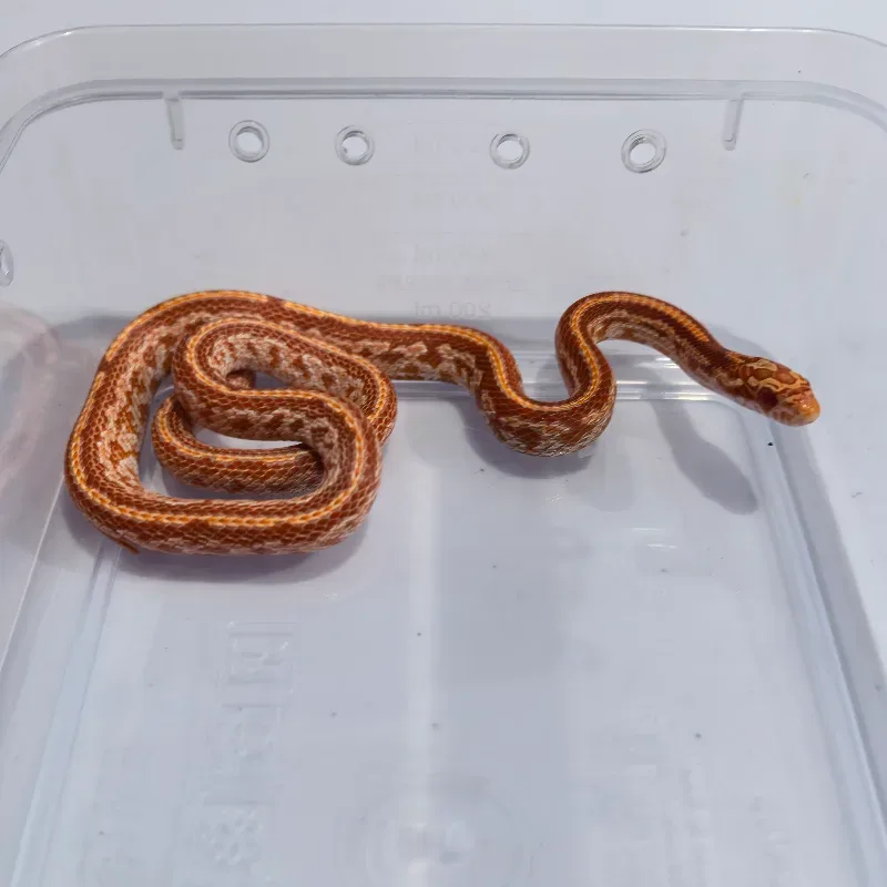 Tessera Albino/Amelanistic Het Diffused