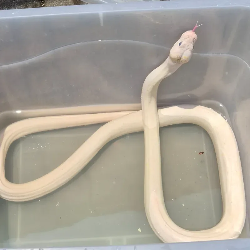 Ivory Retic het Albino WhitePhase