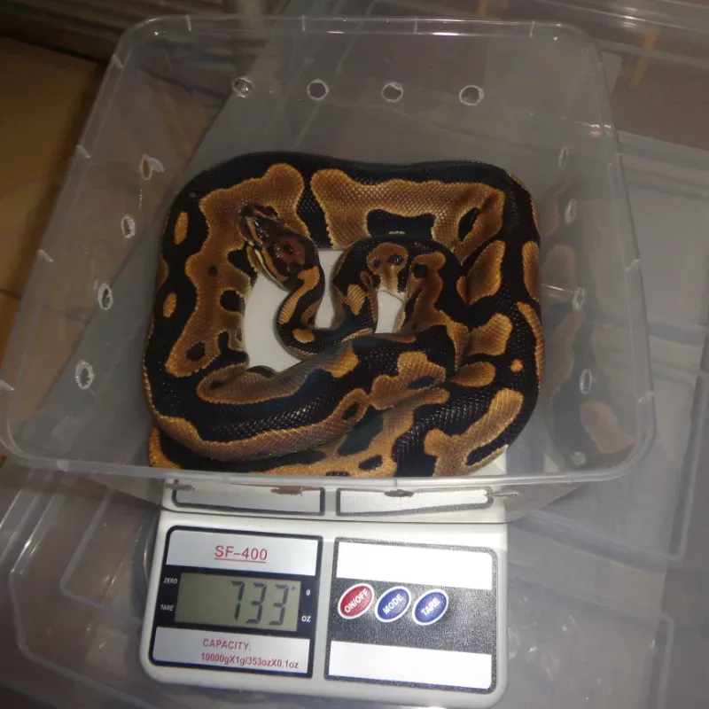 Leopard Het Clown
