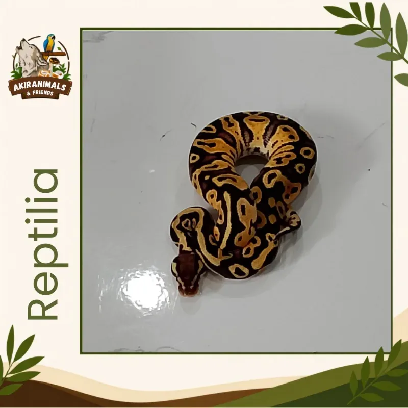 Pastel Het Lavender Albino Het Pied