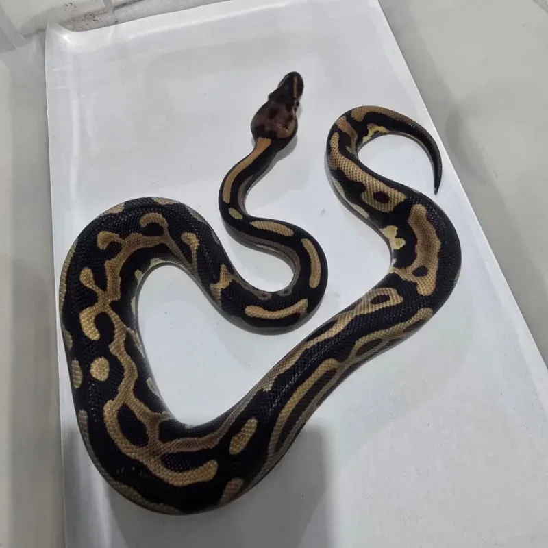 Leopard Pos Het Desert Ghost