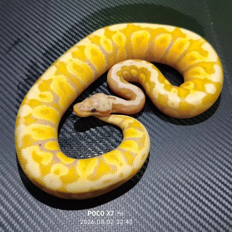 Banana Pastel Spotnose Het Clown